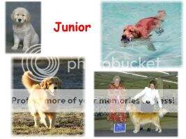 UKC CH Goldruls This Buds For U