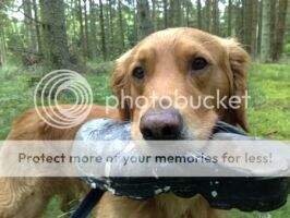 Gyldenpels Fluks