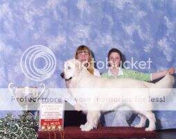 INTL. CH. Trewater Ivory