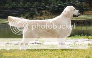 Remington Ringmaster Remington Ringmaster
