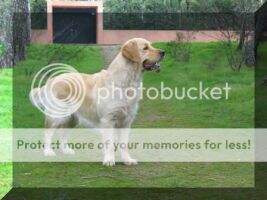 Span CH. The Princess Sacha de La Charola