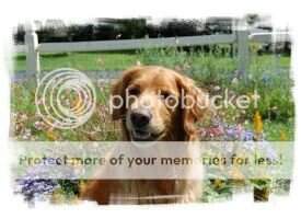 Webshire's Royal Expectations RN