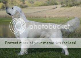 RCH Cum Laude RCH MOCH Ordoghegyi-Berni Harrys Derby winner 2xChamp.of Champ RCH Cum Laude RCH MOCH Ordoghegyi-Berni Harrys Derby winner 2xChamp.of Champ