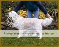 Erinderry Gaelic Breeze Erinderry Gaelic Breeze