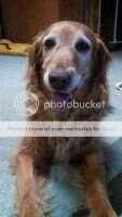 Daisy Creeks Golden Gretchen