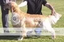 & AUST GR CH Yellowfetch As You Do & AUST GR CH Yellowfetch As You Do