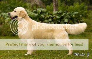 NordJW Swe CH DK CH CH (C.I.E) Dewmist Silkmarillion
