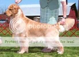 Stonehill Sweet Baby Ray