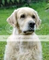 USEFUL FRIEND OF TUSKULUM Kwintesencja FCI USEFUL FRIEND OF TUSKULUM Kwintesencja FCI