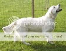 Ragdoll Of The Morning Valley Ragdoll Of The Morning Valley