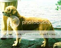 Grenadier Kristil North Paw