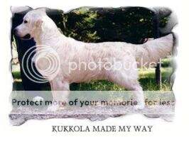 JWW'02 V.Eu Ch It. Ch. Kukkola Made My Way JWW'02 V.Eu Ch It. Ch. Kukkola Made My Way