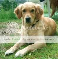 Tysha (LOP 263472)