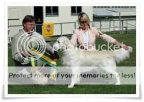 Golden Rose-Bay's Drummerboy Golden Rose-Bay's Drummerboy