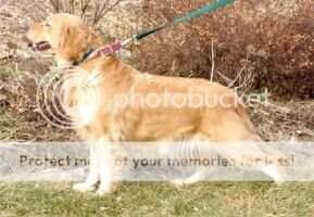 Pleasantview's Abigail Rose Pleasantview's Abigail Rose