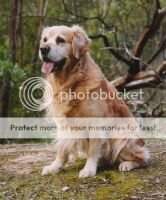 Ferntip Golden Blaze Ferntip Golden Blaze