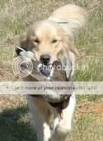 Forest Zeus Ma Farm Love Scrib Forest Zeus Ma Farm Love Scrib