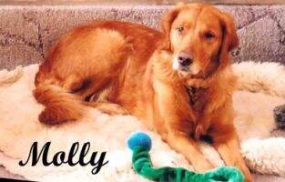 Heckels Majestic Molly Heckels Majestic Molly