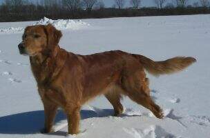 Heckels Majestic Maggy RN Heckels Majestic Maggy RN