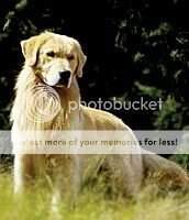 J.CH/BR.CH/PAN.CH BLACK JACK OF GOLDEN KIMA J.CH/BR.CH/PAN.CH BLACK JACK OF GOLDEN KIMA