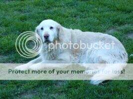 Jefflaur's Madysson Muttzhucca