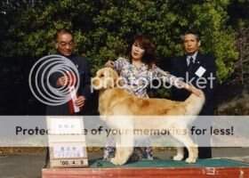 Jap CH Forever Golden JP Like a Rock