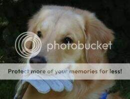 Merichase Skye's Legacy UDX3 (3 legs) CCA Merichase Skye's Legacy UDX3 (3 legs) CCA