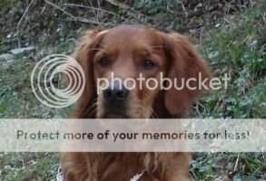 Whispering Oaks Dasper