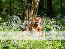 Whispering Oaks Daring Nell