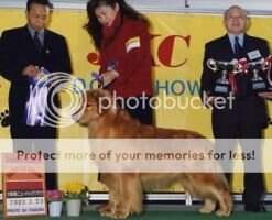 Jap CH. Garcia of Yoshida Enterprise Jp CD1