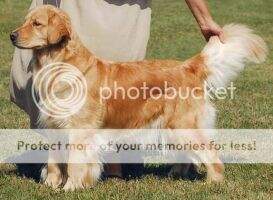 Apollo Watermark Turngold's Abilene