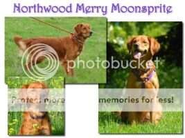 Northwood Merry Moonsprite UDX11 PUTD OGM VER TDU NW2