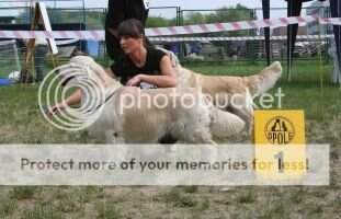 Pl & Lux Pl.Ch Lt Club Winner Moondust Legendary Snowflake