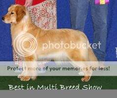 UCI Intl, UKC Ch Quantock's Delta Dawn
