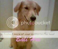 Bally Hay II Of Golden Freedom