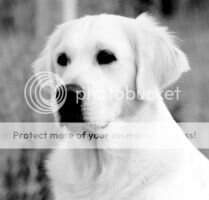 & Yu Ch.Crufts Qual.for Life Swanavly San Mathea Club Winner Best Bitch 2005 & Yu Ch.Crufts Qual.for Life Swanavly San Mathea Club Winner Best Bitch 2005
