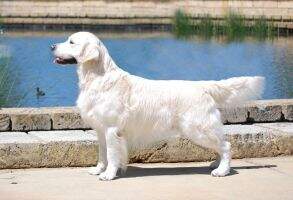 Aust Ch/NZ Ch Goldtreve Camrose Kraka Aust Ch/NZ Ch Goldtreve Camrose Kraka