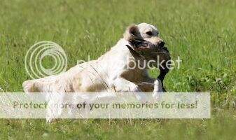 Birchrun's Irish Rivermate CCA