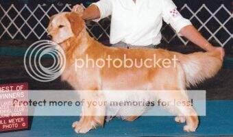 U-CH Ambersand's Talley Ho BN CCA