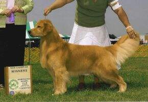 Jacaranda's Lion's Share CCA Cert.Therapy Dog