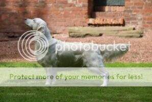 DUTCH VETERAN CHAMPION English Rose Of The Morning Valley Veteran Winster 2010