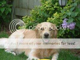 Goldnluvs Echo In Time