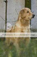 BrJr.Ch. Br.Ch. Golden Land Zuzy de La Siberia Blanca