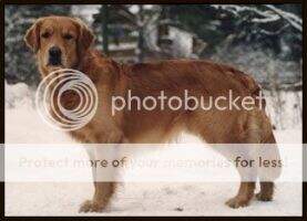Rus, Ch Est, Ch Lt, Ch BLR Vudfal Jupiter Goldy Day