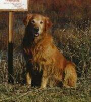 Koloa's Kona Golddust