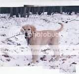 Goldlink's Powder Hound