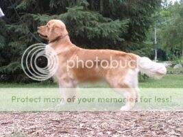 Veragold's Glory Days