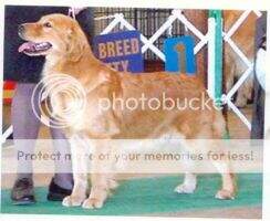 Veragold's Glory To Annie