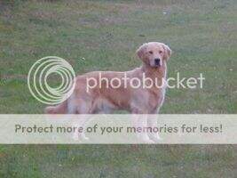 Goldhaven's Memory of Miss T