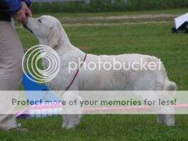 Golsett's Pride and Joy